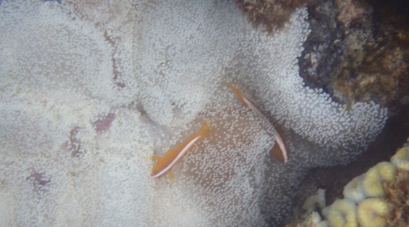 �T���b�ƐZ�����ăx�^���Ȃ��g�p���b�A���K���I�C���I�y�R�f�B�i�iCODINA�j�z
���T�C�g